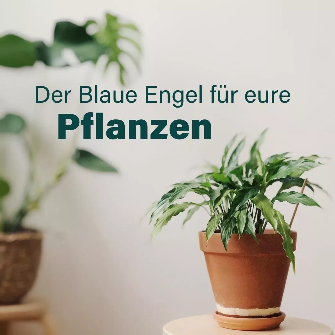 Der Blaue Engel für eure Pflanzen - Zimmerpflanze in Tontopf