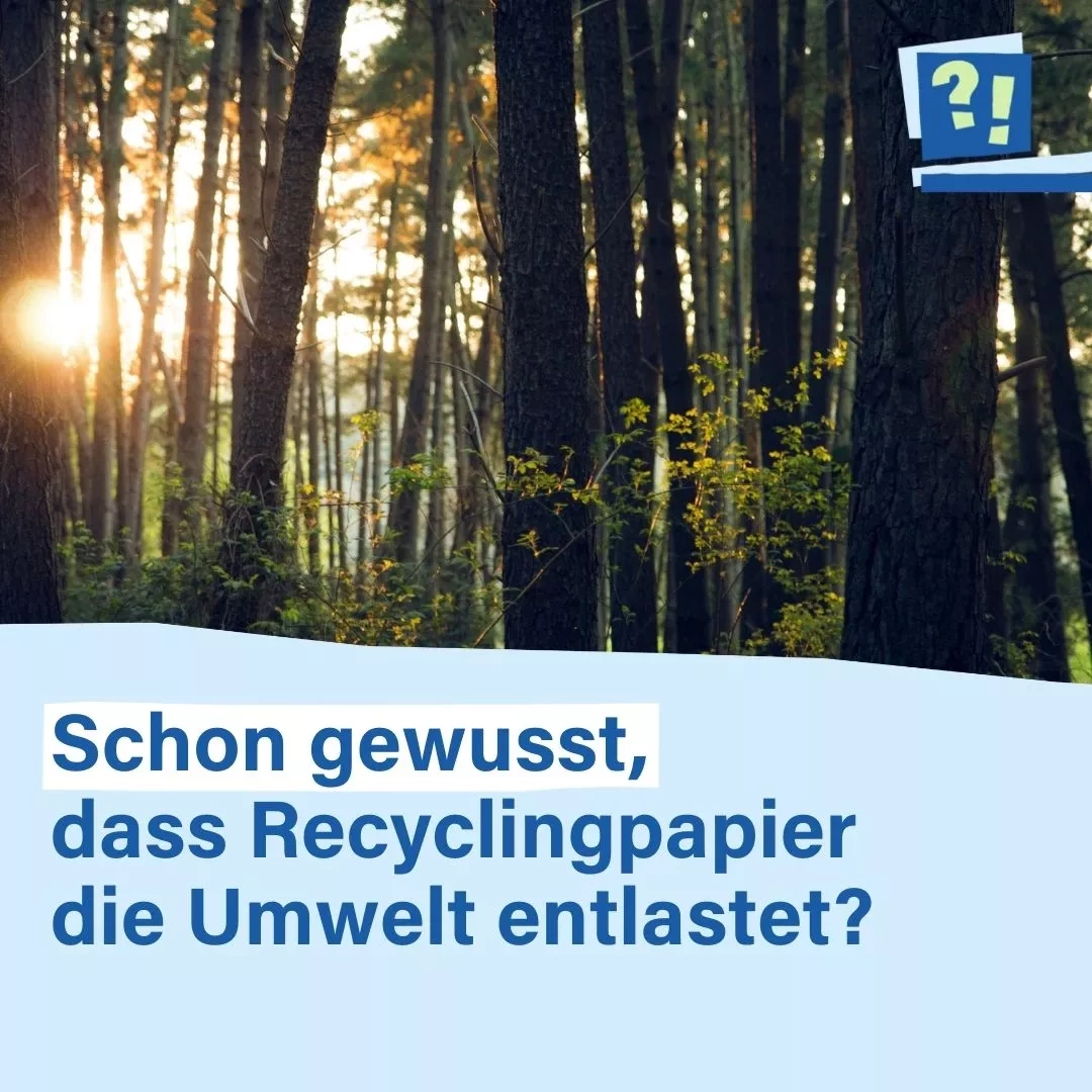 Schon gewusst, dass Recyclingpapier die Umwelt entlastet? - Ein Lichtstrahl fällt durch die Bäume eines Waldes