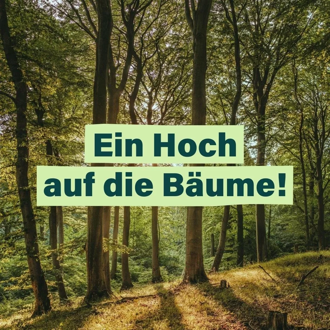 Ein Hoch auf die Bäume! - Ein sonnenlichtdurchfluteter Wald