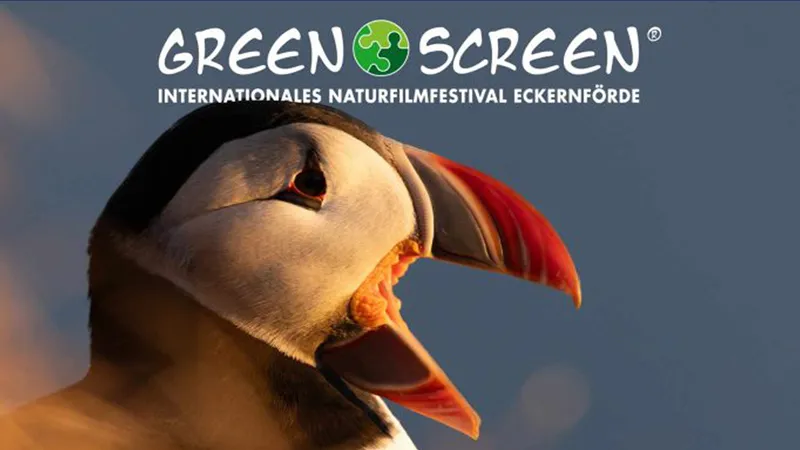 Green Screen Plakat mit Papageientaucher